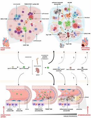 Using High-Dimensional Approaches to Probe Monocytes and Macrophages in Cardiovascular Disease